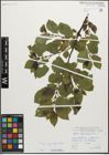 Foto von Salix myrsinifolia Salisb.